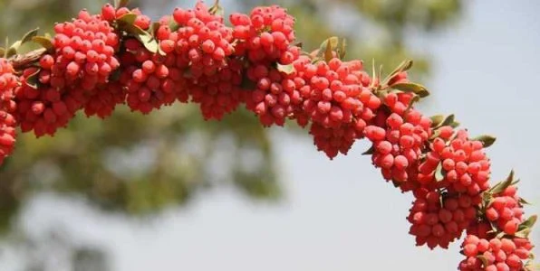 خواص زرشک کوهی برای کبد چرب