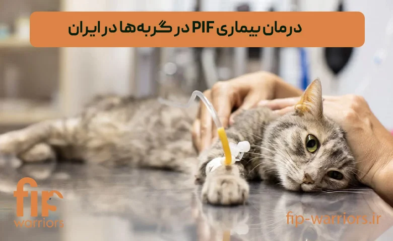 درمان | طلا خرید داروی GS برای درمان FIP در ایران: اطلاعات و مشاوره تخصصی