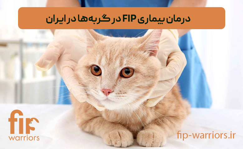 خرید داروی GS برای درمان FIP در ایران: اطلاعات و مشاوره تخصصی