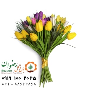 برای هدیه روز مرد و پدر چه گیاهی بخریم؟