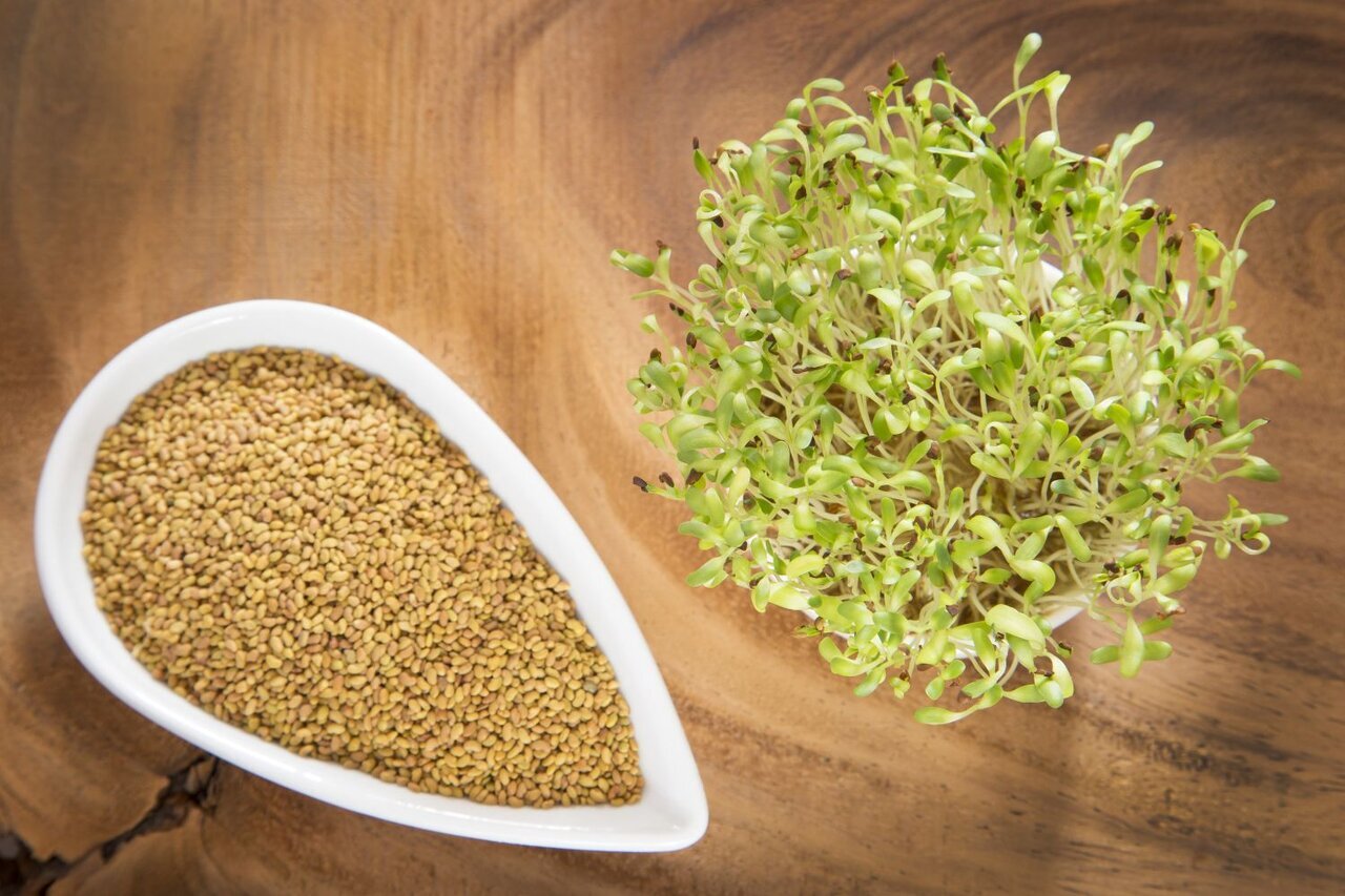 با عرق یونجه کم‌خونی و ضعف را درمان کنید