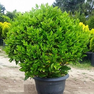 آرامش | زیبایی معرفی گیاهان فضای باز؛ راهنمای جامع انتخاب، نگهداری و کاربرد گیاهان در فضای بیرونی