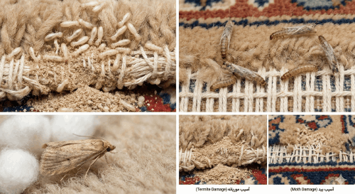 درمان | جاروبرقی آسیب بید و موریانه در فرش